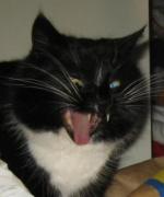 Profilbild för kattenfluga