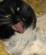 Bild av kattenfluga