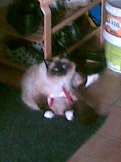 Bild av karloo