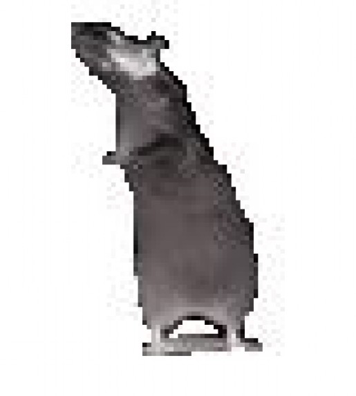 Bild av steenkool
