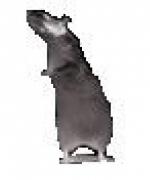 Bild av steenkool