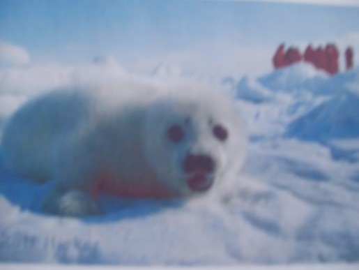 Säl