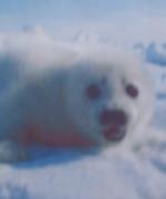 Säl