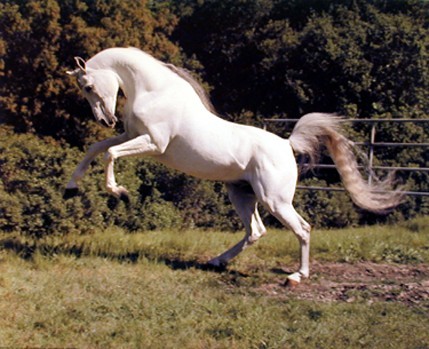 Bild av fiffi97