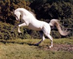 Bild av fiffi97