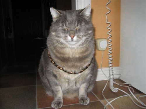 Bild av Piratika