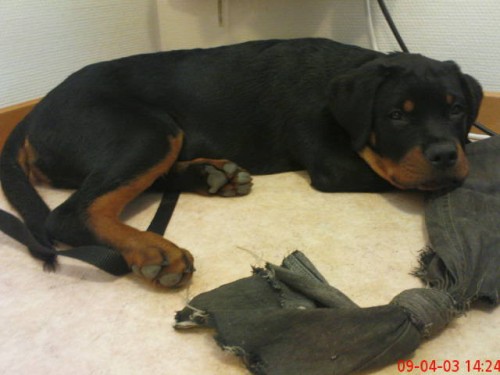 Castro är en rottweiler som här är 15 veckor