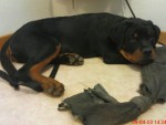Castro är en rottweiler som här är 15 veckor