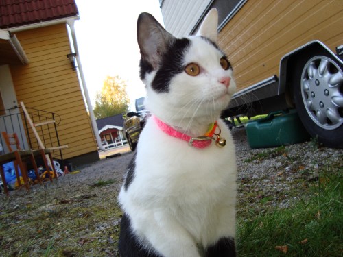 Bild av bytard