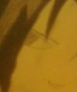 Bild av deviljocke