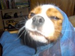 Bild av deswaq