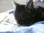 Bild av froobster1
