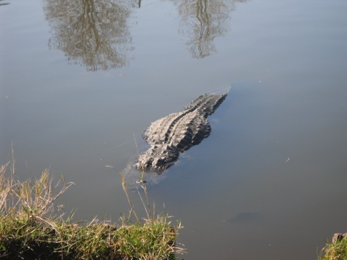 gatorland (Florida)