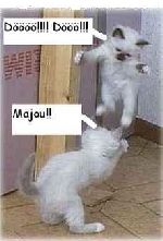 Catfight