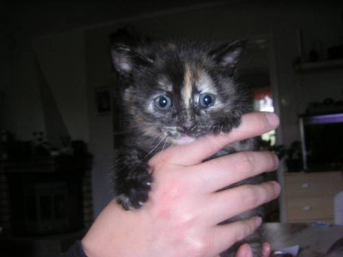 Min katt Keso
