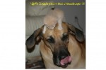 Bild av Inoculation664