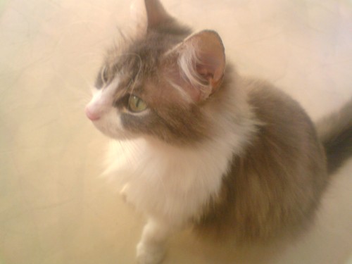 min lilla katt Mitzi ^^