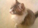 min lilla katt Mitzi ^^