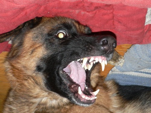 Min hund leker