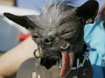 Fin hund eller?? xD
