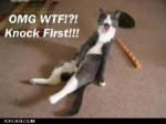 lol cats 4ever