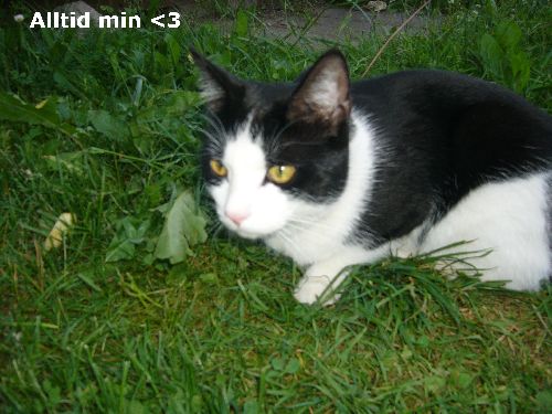 Bild av plutt