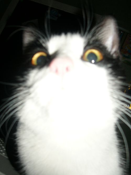 Bild av plutt