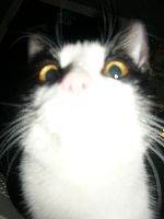 Bild av plutt