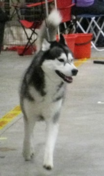 Bild av zooonivix