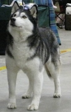 Bild av zooonivix