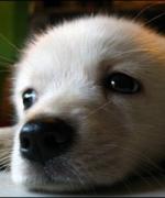 Bild av zooonivix