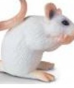 Bild av unknowdhirodes