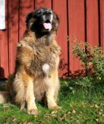 Bild av psykisktinstabil