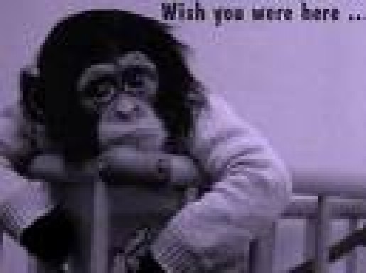 Bild av monkeey