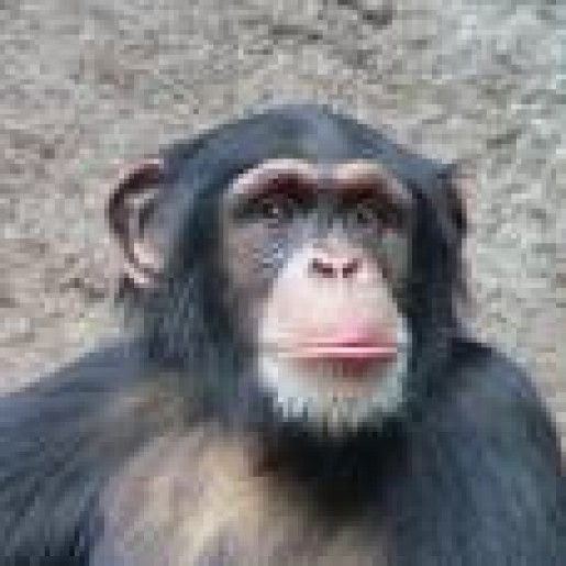 Bild av monkeey