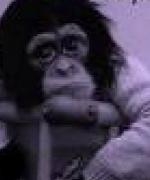 Bild av monkeey