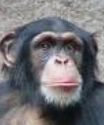 Bild av monkeey