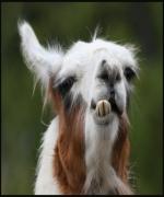 Profilbild för Eaman