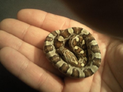 Bild av Bloodsnake