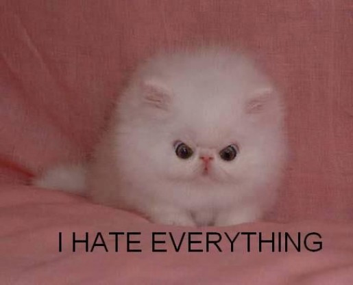 Bild av Ilovecats