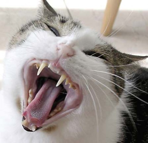 Bild av Ilovecats