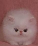Bild av Ilovecats