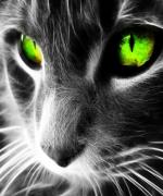 Bild av Ilovecats