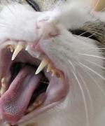 Bild av Ilovecats