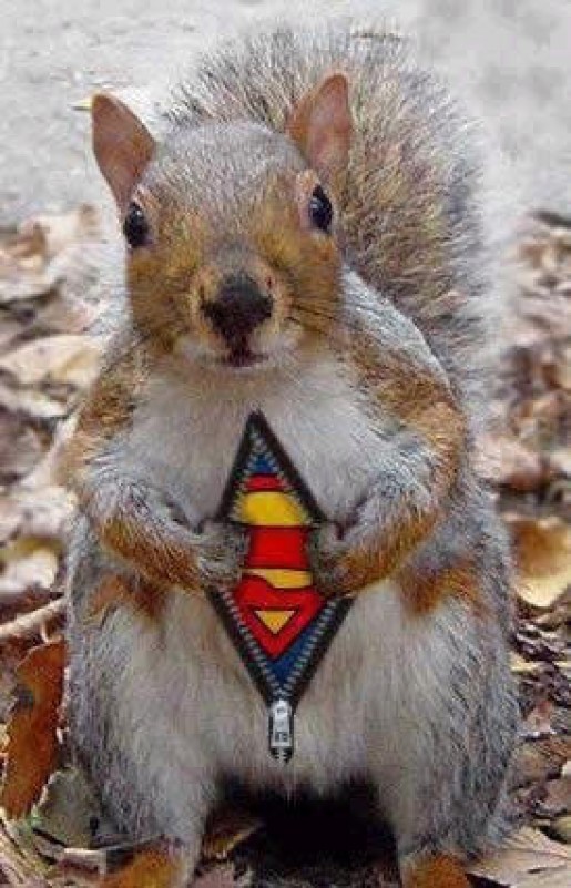 Bild av SquirrelBoy