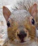 Profilbild för SquirrelBoy