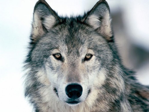 Bild av wolf99