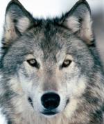 Bild av wolf99