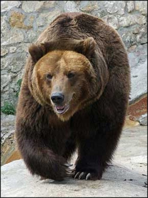 Bild av BearSomething