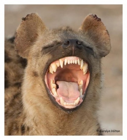 Bild av Thehyena